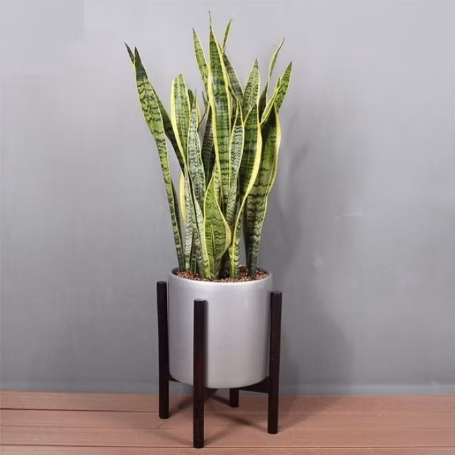 5 loai cay trong trong phong ngu thay may loc khong khi