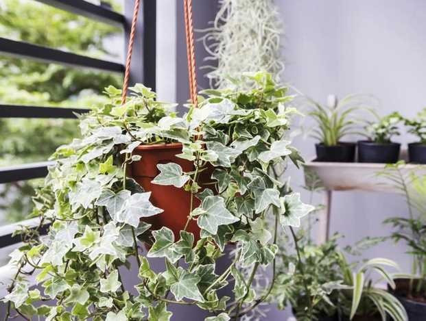 5 loai cay trong trong phong ngu thay may loc khong khi-Hinh-3