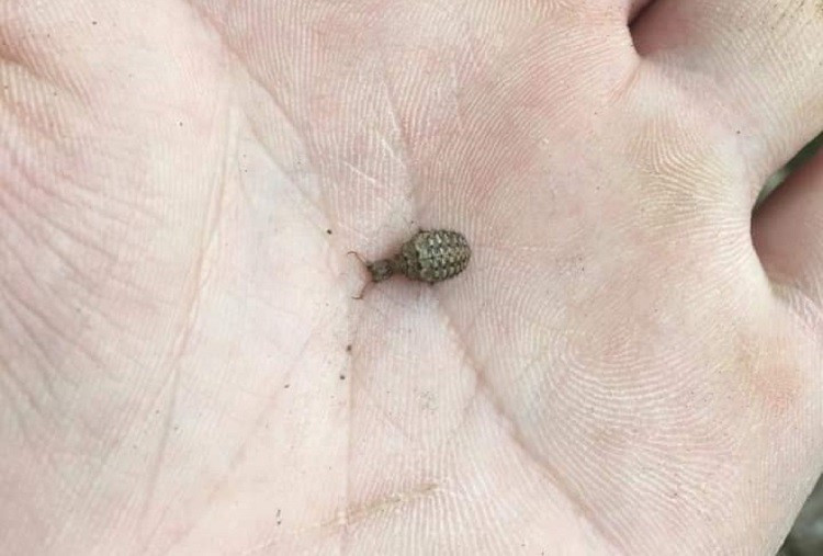 Loai con trung be xiu duoc lung mua voi gia 15 trieu dong/kg-Hinh-4