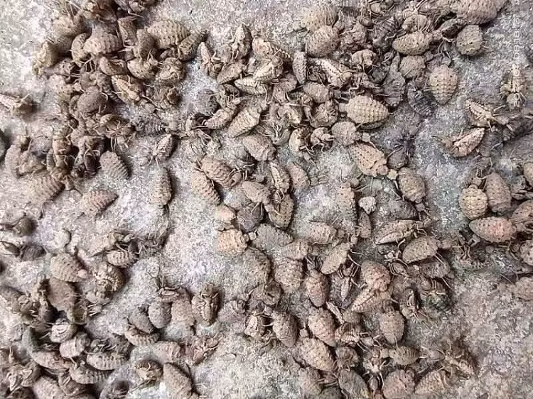 Loai con trung be xiu duoc lung mua voi gia 15 trieu dong/kg-Hinh-2