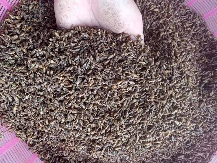 Loai con trung be xiu duoc lung mua voi gia 15 trieu dong/kg-Hinh-5