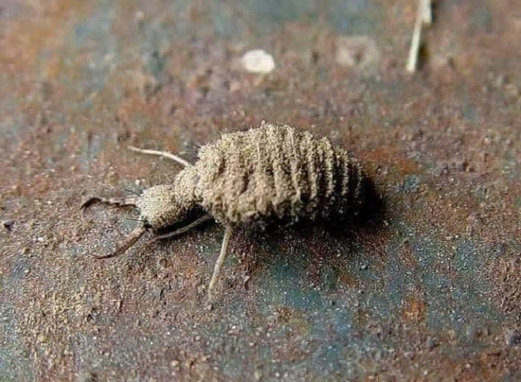 Loai con trung be xiu duoc lung mua voi gia 15 trieu dong/kg