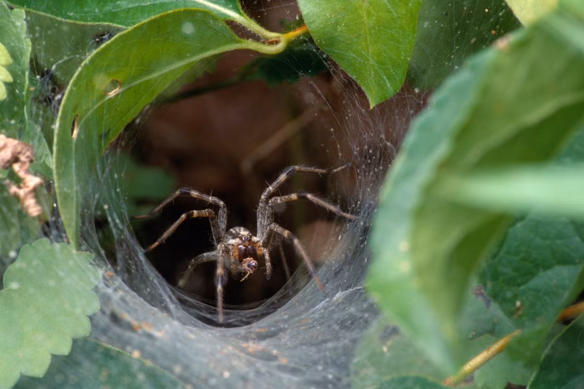 9 loai nhen nguy hiem nhat hanh tinh, vet can gay chet nguoi-Hinh-9