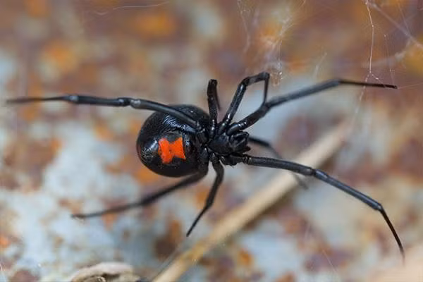 9 loai nhen nguy hiem nhat hanh tinh, vet can gay chet nguoi-Hinh-5