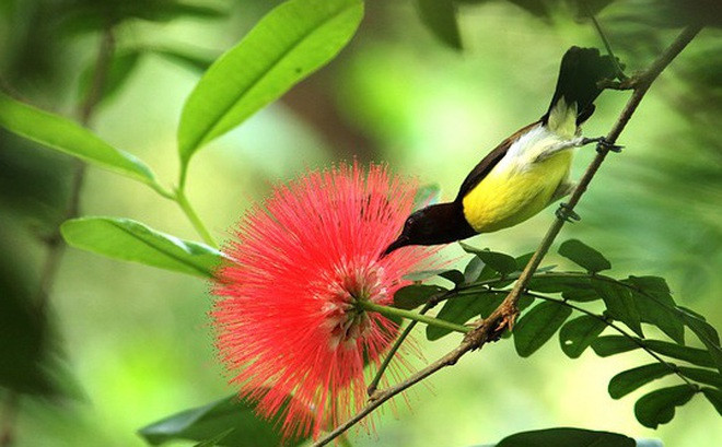Tuy sinh ra bình thường nhưng họ rất may mắn, có sự chăm sóc, bảo bọc của cha mẹ ở nhà và sự giúp đỡ, hỗ trợ của bạn bè bên ngoài, suốt cuộc đời, quý nhân sẽ luôn gặp may mắn, vào những thời khắc quan trọng sẽ luôn có được có người giúp đỡ họ, xáo trộn và đau khổ có thể được coi là một phước lành hoàn hảo, và có nhiều sự kiện hạnh phúc. (*)Thông tin trong bài chỉ mang tính tham khảo.