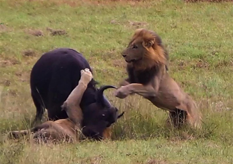 Video: Trau rung tra gia dat vi thach thuc su tu