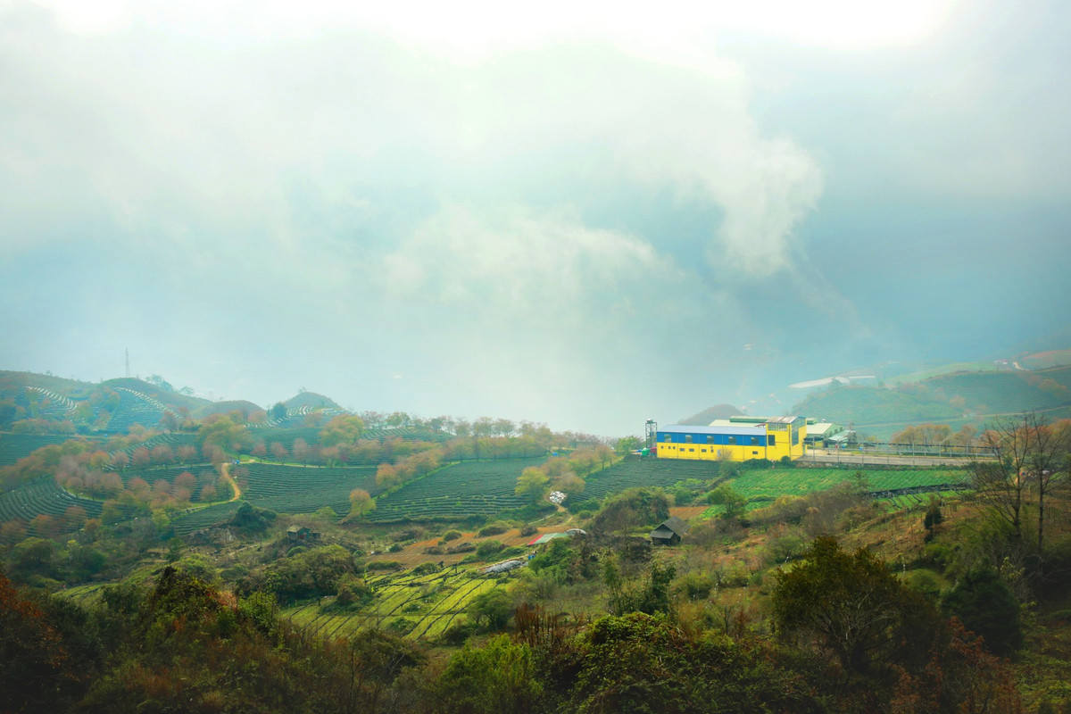 Không chỉ được chiêm ngưỡng vẻ đẹp của thiên nhiên, đến đây bạn còn có thể ghé thăm nhà máy chế biến chè, tham quan tìm hiểu quy trình chế biến chè trong nhà máy