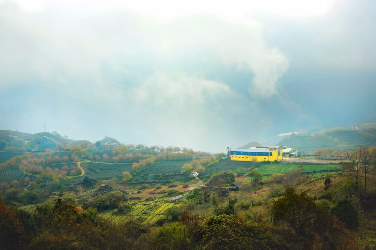 Không chỉ được chiêm ngưỡng vẻ đẹp của thiên nhiên, đến đây bạn còn có thể ghé thăm nhà máy chế biến chè, tham quan tìm hiểu quy trình chế biến chè trong nhà máy