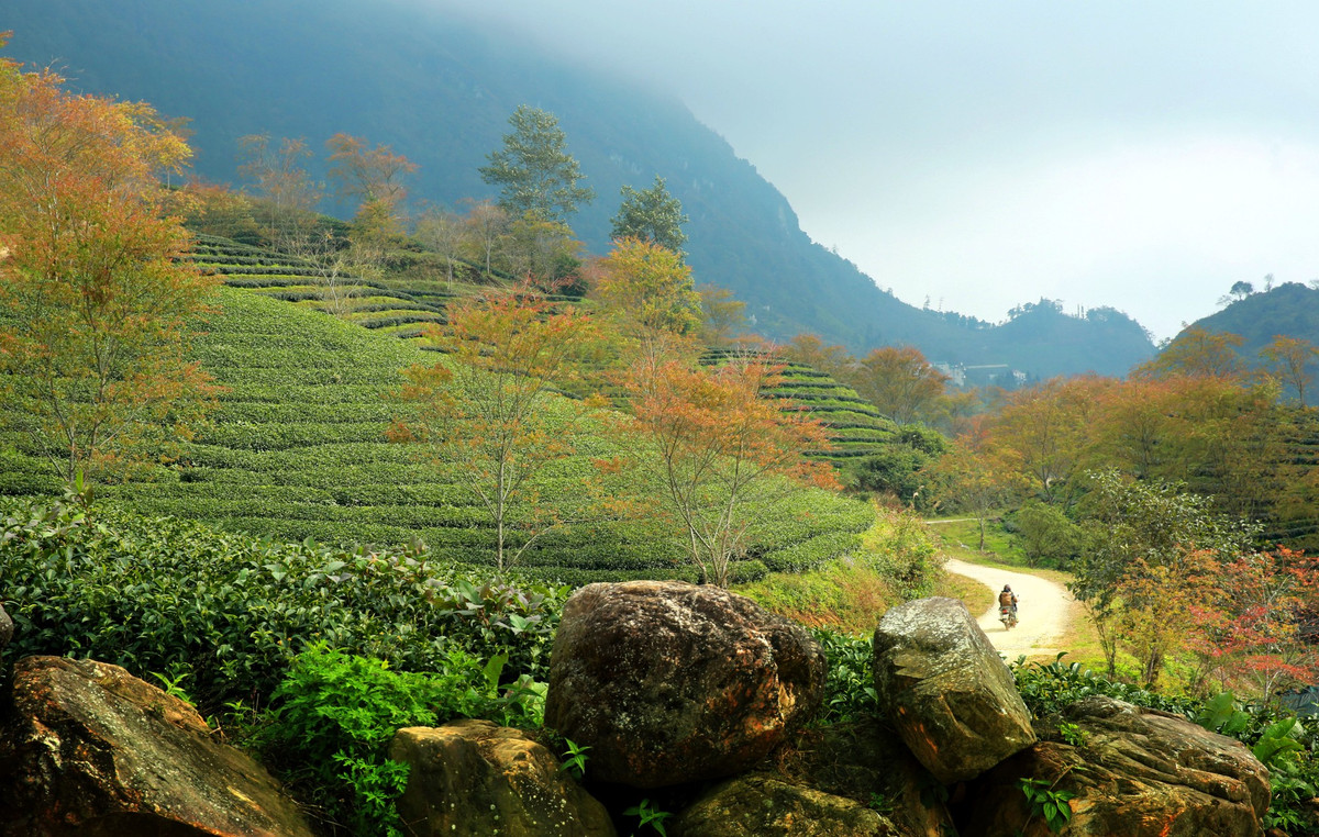 Đồi chè Ô Long cách trung tâm thị trấn Sa Pa khoảng 7 km, nơi đây có độ cao khoảng 1.800 m so với mực nước biển.