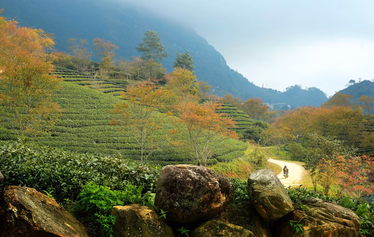 Đồi chè Ô Long cách trung tâm thị trấn Sa Pa khoảng 7 km, nơi đây có độ cao khoảng 1.800 m so với mực nước biển.
