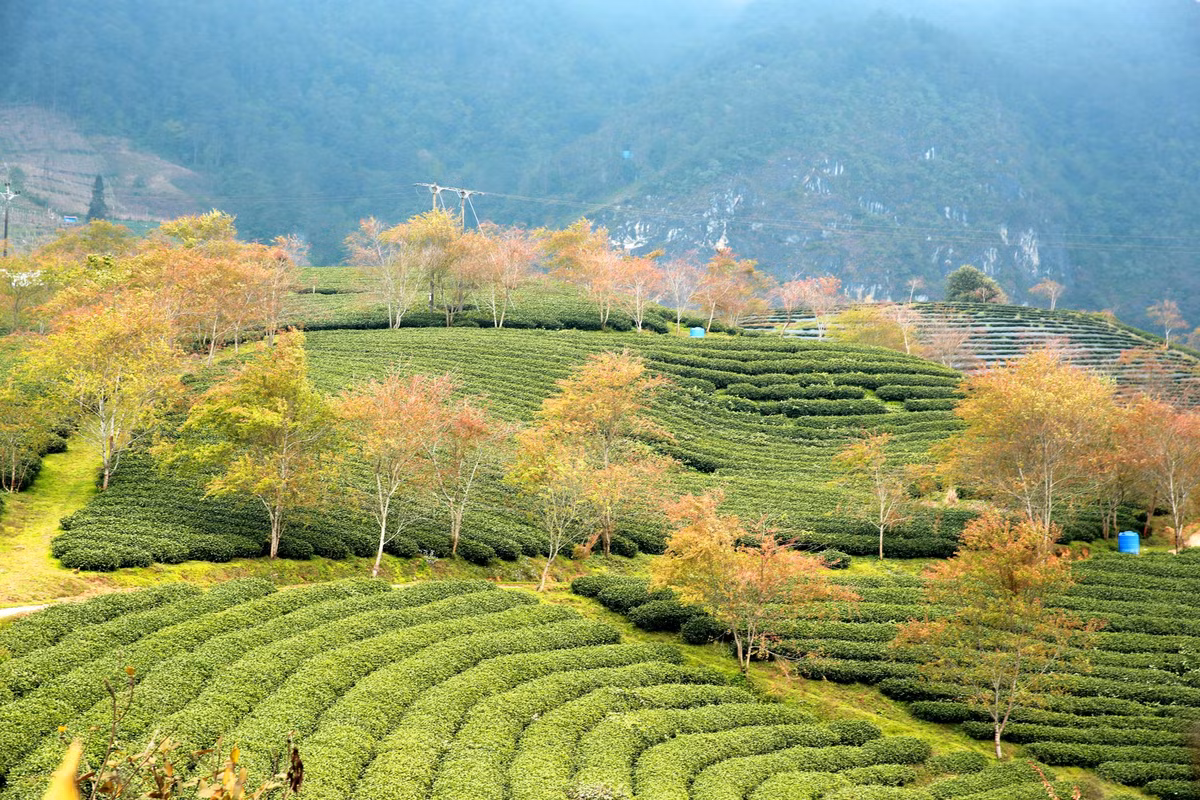 Đến đồi chè Ô Long du khách được tận hưởng bầu không khí trong lành, được hòa mình vào khung cảnh hiếm có của những đồi chè xanh ngát.