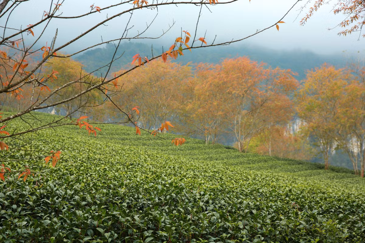 Nắng lên, mặt trời đổ xuống đồi chè một màu vàng ngọt lịm, làm từng chiếc lá xanh bóng lưỡng như được phủ thêm óng ánh. Nổi bật giữa đồi chè ngút ngàn là những cây mận rừng đỏ tía lá non.