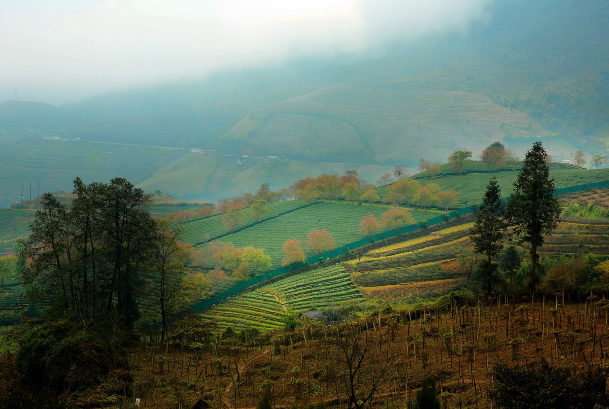 Đồi chè Ô Long mùa đông đẹp như một bức tranh vẽ. Những búp chè non tươi mơn mởn, tạo thành lớp lớp màu xanh tựa tấm thảm nhung mượt mà trải khắp núi đồi.