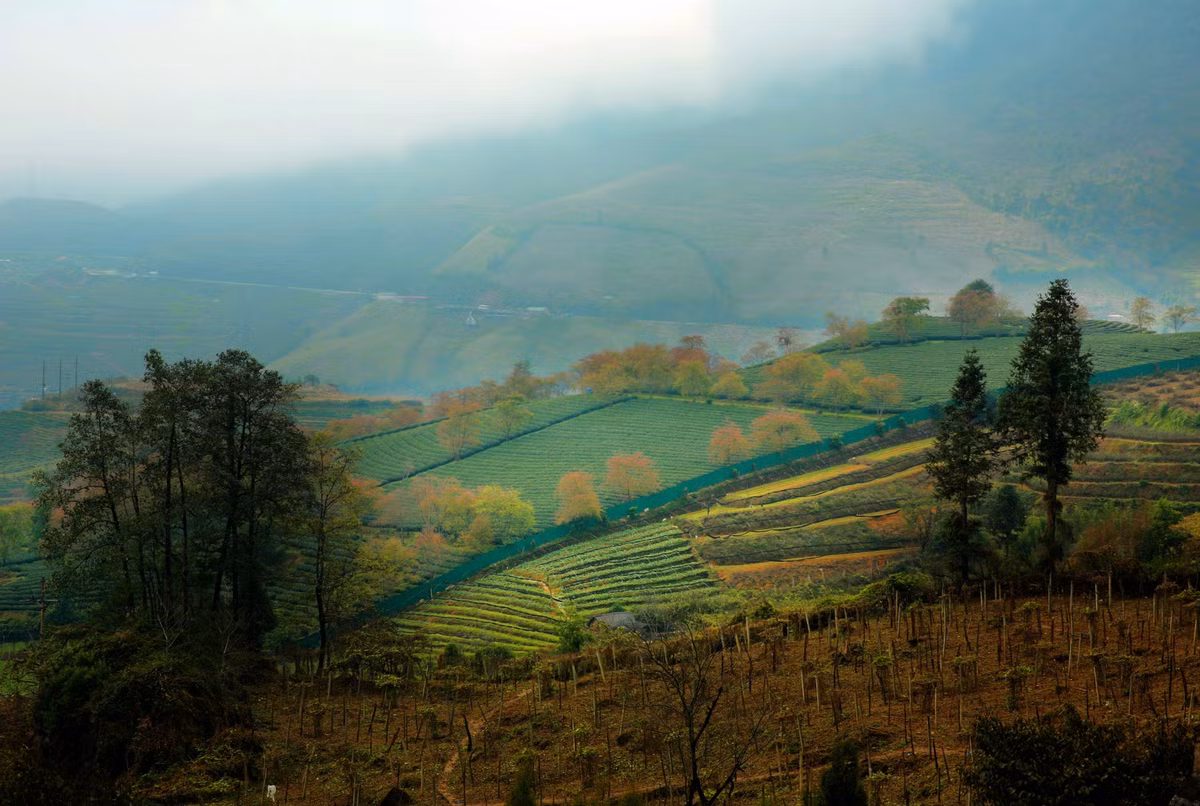 Đồi chè Ô Long mùa đông đẹp như một bức tranh vẽ. Những búp chè non tươi mơn mởn, tạo thành lớp lớp màu xanh tựa tấm thảm nhung mượt mà trải khắp núi đồi.