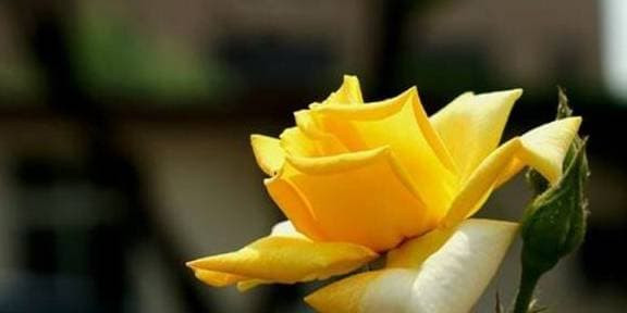 Người sinh vào tháng 5 âm lịch là người chân thành với người khác, nỗ lực hết mình, có tình bạn tốt, kết giao tốt sẽ có lợi cho sự nghiệp phát triển sau này, mọi việc hanh thông, tương lai đa số sẽ giàu có. 