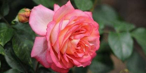  2. Tháng 5 âm lịch. Trẻ sinh vào tháng 5 âm lịch có thể nói là trời sinh ít vận tinh, bản mệnh sẽ mang đến cho mình ngân khố, có thể thêm phú quý cho gia đình, giúp sự nghiệp của cha mẹ thăng hoa, dễ dàng kiếm được nhiều tiền, và họ ít bệnh tật tai họa trong suốt cuộc đời. Khi bạn lớn lên, bạn sẽ giàu có hoặc có tầm giá trị và bạn không phải lo lắng về tiền bạc, đặc biệt là phụ nữ, có thể giúp chồng trong sự nghiệp của họ.