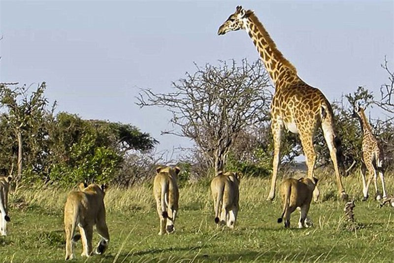 Clip: Hươu cao cổ bất lực nhìn sư tử xé xác con ảnh 1 Clip: Hươu cao cổ bất lực nhìn sư tử xé xác con ảnh 1