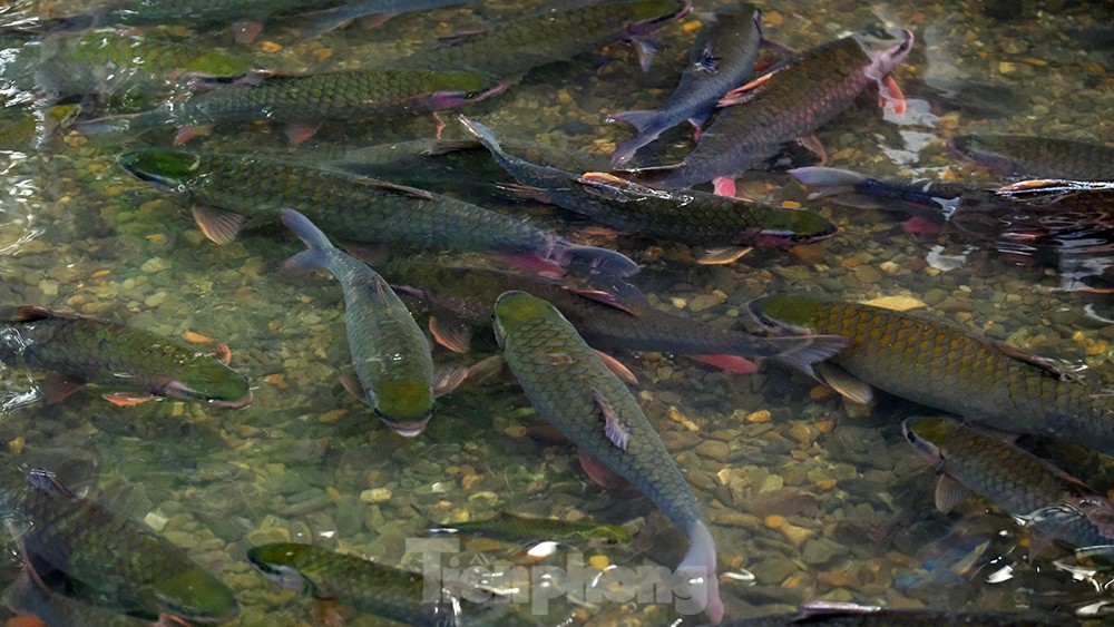 Trước cửa đền thờ có đàn cá hàng nghìn con ngày đêm về chầu thần. Bởi vậy, nhân dân trong vùng không bao giờ bắt và ăn cá suối Cẩm Lương, và cũng quen gọi là suối cá thần từ đó.