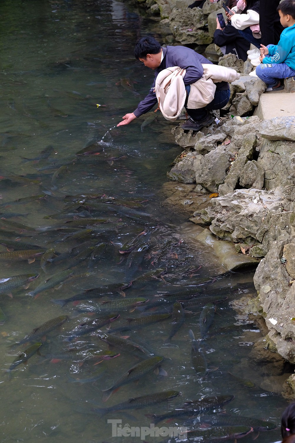 Những con cá ở dòng suối này nặng khoảng 3,4 kg, có con nặng đến 10 kg. Con lớn nhất là cá chúa, nặng chừng 30 kg. Chúng rất háu ăn, dạn với người. Đến đây, khách có thể cho cá ăn các loại rau, bim bim, ngô... Tuy nhiên, chúng không đớp ngón tay người, và cũng không cho khách chạm vào.