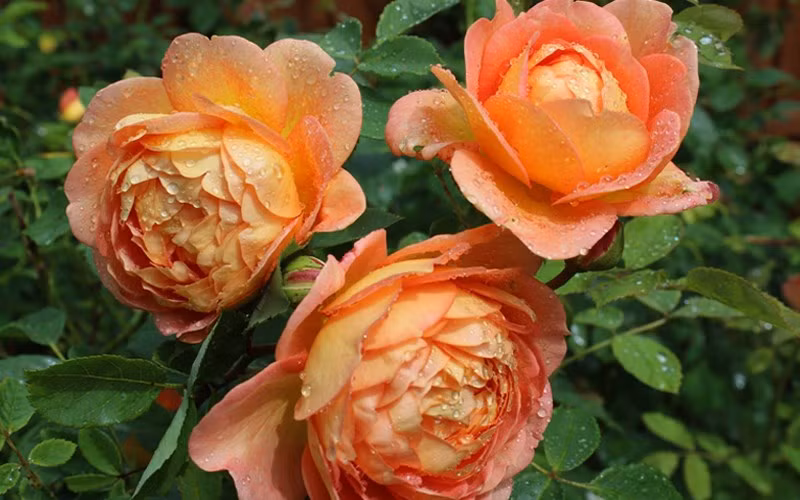 Sinh vao 6 ngay Am lich nay, cot cach manh me hon nguoi