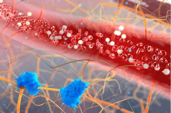 Di bo la lieu thuoc keo dai tuoi tho tot nhat-Hinh-3