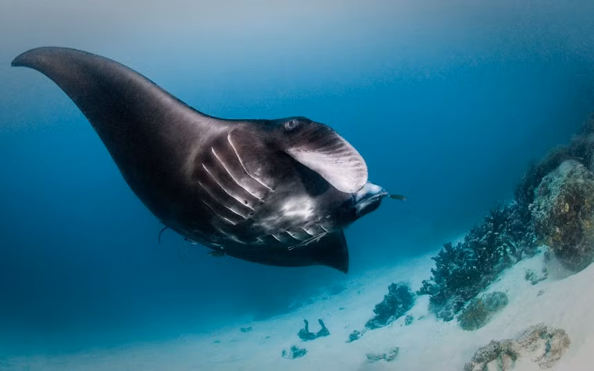 Cá đuối đen ở Raja Ampat, New Guinea.