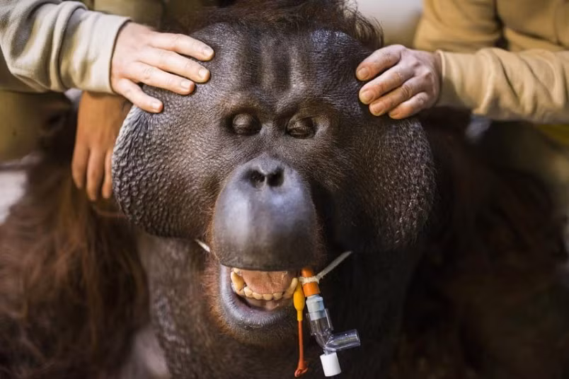 Một con đười ươi đang được kiểm tra y tế trong công viên bảo vệ động vật hoang dã Nyiregyhaza ở Budapest, Hungary.