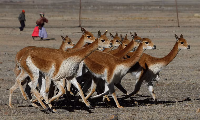 Lạc đà không bướu châu Mỹ trong khu bảo tồn thiên nhiên Apolobamba gần ngôi làng Andean village ở Ucha, Bolivia.