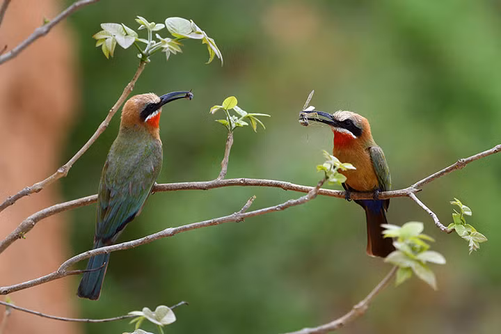 Hai con chim ăn ong đỏ đậu trên cành cây trong khu bảo tồn động vật hoang dã Selous, Tanzania.