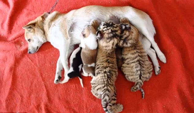 Một con chó tên là Xiao Wang ở vườn thú Hàng Châu, Trung Quốc đã “bất đắc dĩ” trở thành mẹ của hai con hổ con.