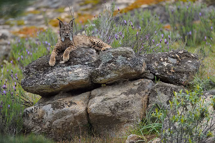 Mèo rừng (Lynx pardinus) nằm nghỉ trong vườn quốc gia Sierra de Andújar, Andalusia.