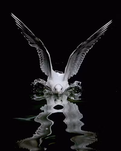 Chim mòng biển xà xuống một hồ nước ở công viên Phoenix, Dublin, Ireland.