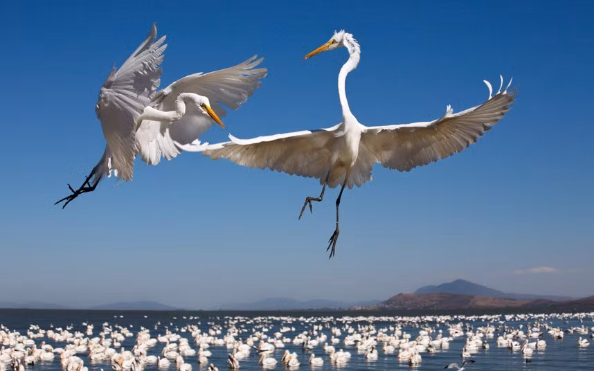 Hai con diệc bạch đánh nhau tranh giành lãnh thổ trên hồ nước.