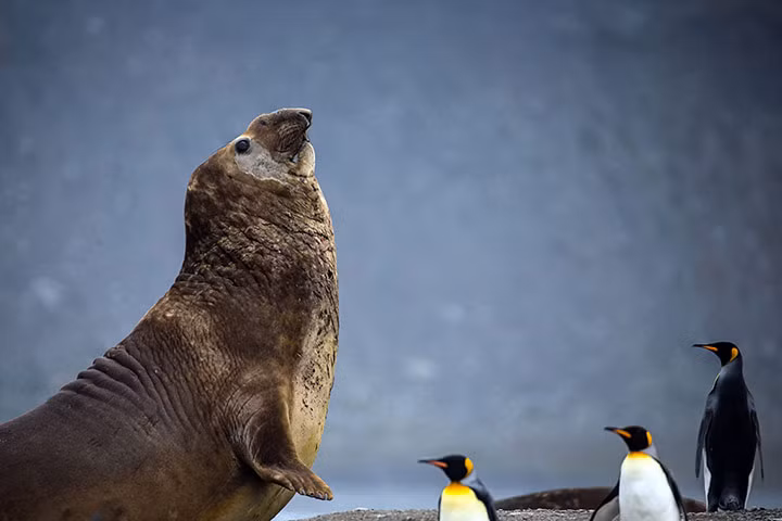 Sư tử biển và chim cánh cụt trên đảo South Georgia ở nam Đại Tây Dương.