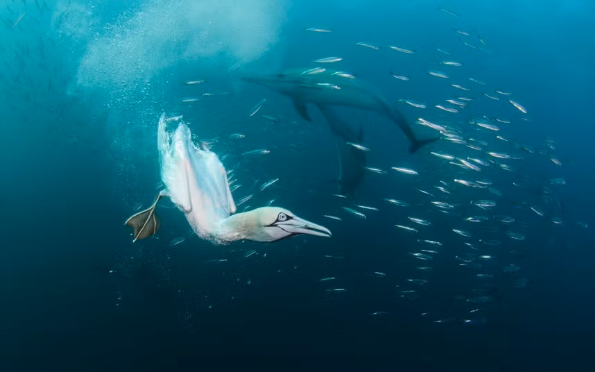 Chim ó biển cùng cá heo săn mồi ở ngoài khơi Nam Phi.