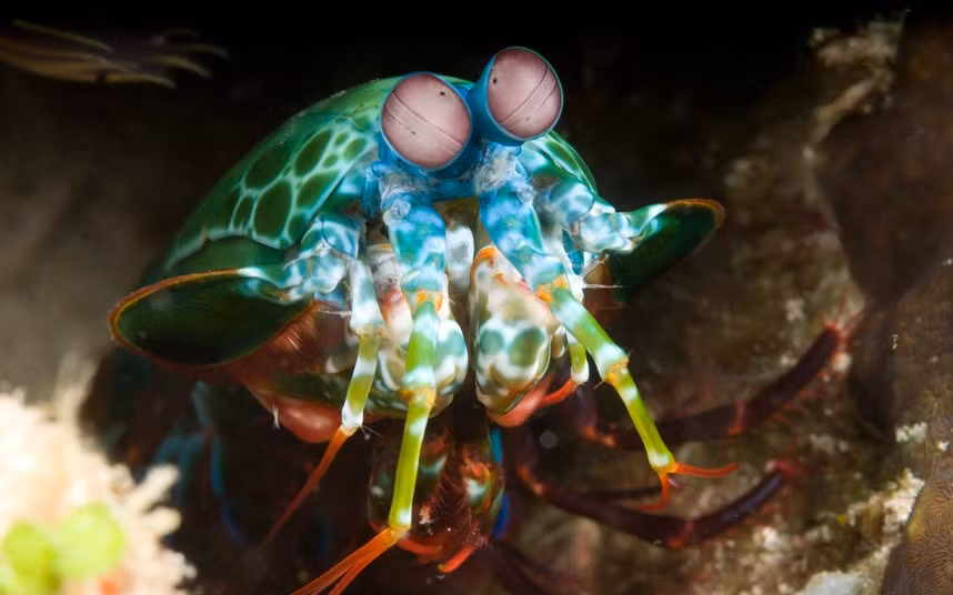 Tôm bọ ngựa ở vùng biển Raja Ampat, New Guinea.