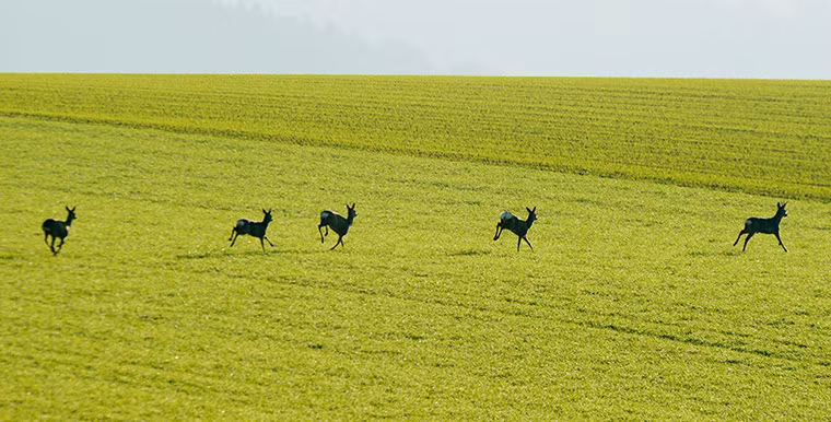 Đàn hươu chạy trên một cánh đồng ở gần Aerzen, Đức.
