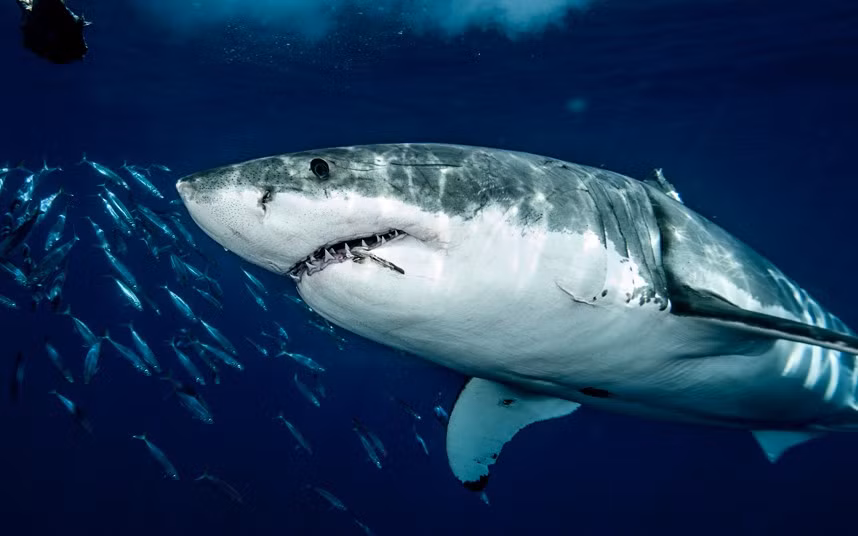 Cận cảnh một con cá mập trắng lớn ở ngoài khơi Guadalupe, Mexico.
