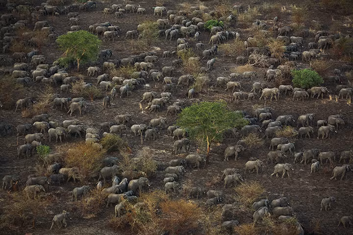 Một đàn voi lớn đang hướng về sông Salamat, trong vườn quốc gia Zakouma, CH Chad.