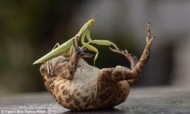 Khoảnh khắc hiếm hoi khi một con bọ ngựa nhảy nhót và chơi trò thọc lét trên bụng chú cóc to bự đã được chụp lại ở Indonesia.