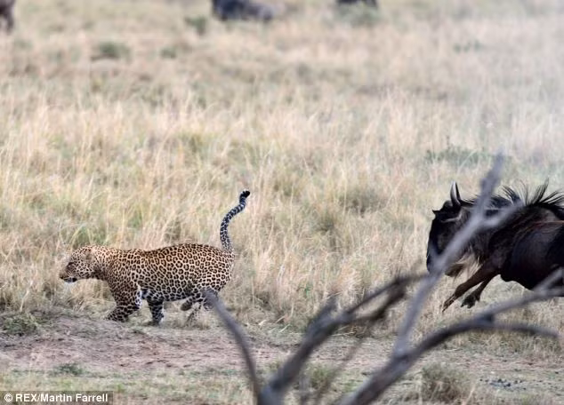 Mặc dù là kẻ săn mồi, báo đánh chịu thua trước sự dũng cảm của linh dương mẹ.
