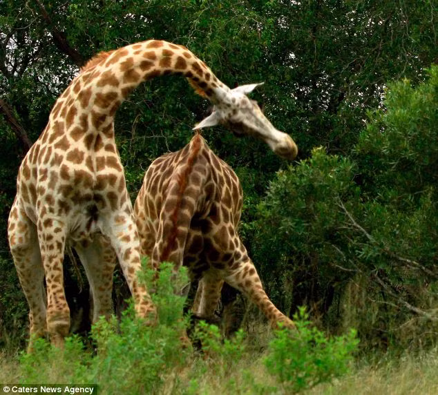 Nhận thấy sức mạnh yếu hơn, một con hươu cao cổ dùng chiến thuật né đòn.