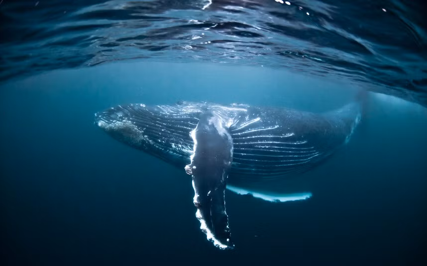 Cận cảnh cá voi lưng gù ở Nam Phi.