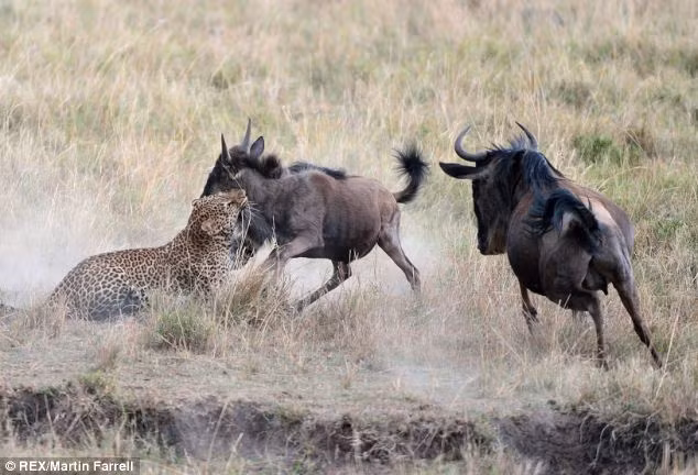 ...nhưng nó bị con báo theo kịp và bị tấn công vào cổ.