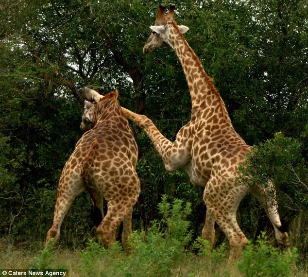 Hươu cao cổ cúi đầu để né đòn của đối thủ.