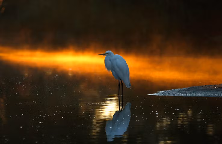 Một con chim diệc bạch đứng co ro dưới kênh trên đảo Assateague, ngoài khơi Virginia, Mỹ.