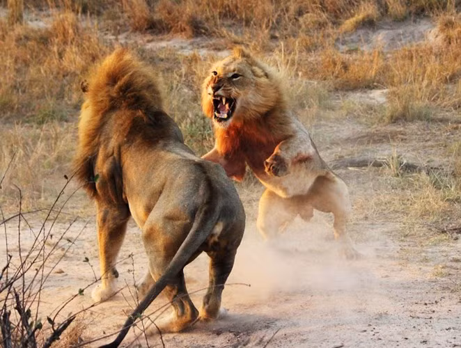 Trận chiến khốc liệt của 2 con sử tử đực kéo dài suốt 2 giờ đồng hồ trên một cánh đồng ở Nam Phi.