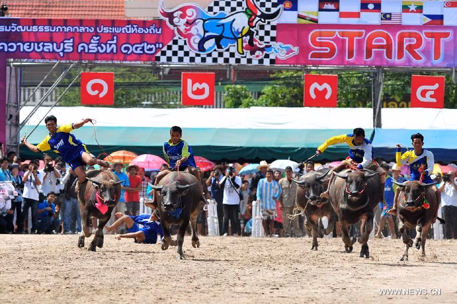 Những người điều khiển trâu đỏi hỏi phải có lòng dũng cảm, thông minh và khéo léo.