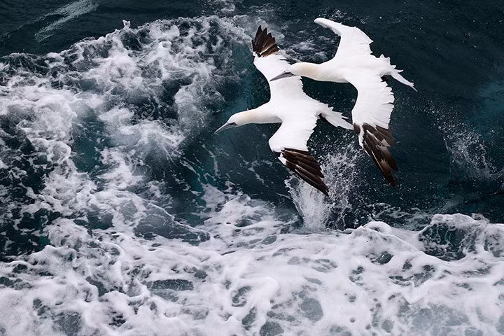 Cặp chim ó biển bay trên những con sóng để kiếm cá ở ngoài khơi Calais, Pháp.