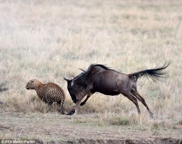 Trước đòn tấn công dũng mãnh của linh dương mẹ, báo đành cúp đuôi bỏ chạy.